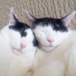 はてなブログから引っ越しました