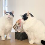 喧嘩するのは”仲が悪い”わけじゃない!兄弟猫で暮らすって最高なんですって!