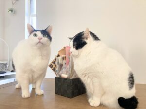 喧嘩するのは”仲が悪い”わけじゃない!兄弟猫で暮らすって最高なんですって!