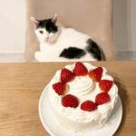 猫にかかる費用は?でぶねこ兄弟2匹+家庭内野良猫1匹の合計3匹の複数飼いをする我が家の場合