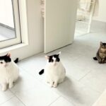 猫の多頭飼いはかわいそうは誤解!預かり経験あり&実際に3匹飼っているからこそわかる多数飼育の良さとは?