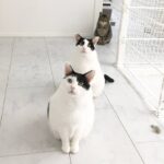 猫たちに学ぶ!「自己肯定感」低い→高める暮らし