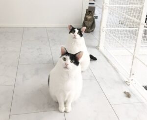 猫たちに学ぶ！「自己肯定感」低い→高める暮らし