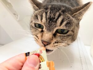 ちゅーるに紅麹色素！大丈夫？