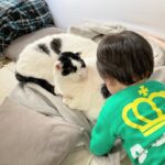 子ども(赤ちゃん)と猫のストレス少なめの暮らしをめざした記録■2年間のふれあいを振り返る