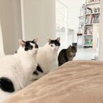 若く見えるけれど「実はシニア猫」たち