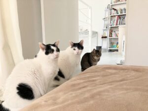 若く見えるけれど「実はシニア猫」たち