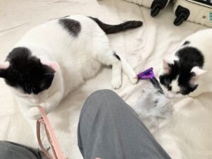 【ミニマリストの持ち物】安い♪かわいい♪大人女子におすすめの999円スマホショルダー