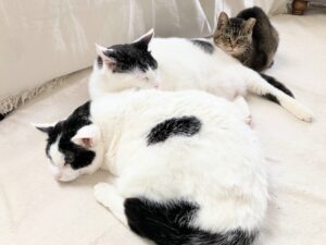3月分アフィリエイトのご報告とお礼