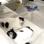 ミニマリスト的お買い物★ママのガレージセールで中古ディズニー英語システム（dwe）を購入してみました