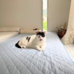 ピッキングスキルをあげたでぶねこあんこ