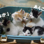 でぶねこあんもなーずにも子猫時代があった!保健所から引き出された子猫時代