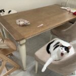 プール熱?ヘルパンギーナ?子どもの夏風邪で熱が5日続いたときに猫に助けられた体験談