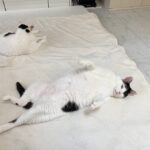 ペットショップの猫は病気もってない?保護猫は不衛生?猫ボランティアをしていて悔しかった話