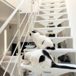 若干夏バテ?13歳のうちのシニアでぶ猫に効く食べ物