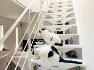 若干夏バテ?13歳のうちのシニアでぶ猫に効く食べ物