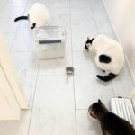 ぽっちゃり×シニアな猫3匹との暮らし