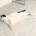 【ミニマリストの持ち物】アムウェイLOC ~猫屋敷の大掃除にも大活躍~
