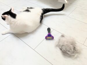 【猫飼いミニマリスト】今年もファーミネーターで抜け毛一掃【短毛でぶ猫】