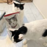 9月30日まで!ヒルズを買ってがんばる犬猫支援