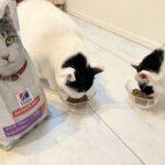 【シニア猫&でぶ猫】ロイヤルカナン、ヒルズ、アイムス食べ比べの記録