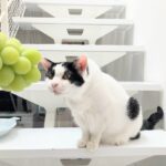 【正直レビュー】楽天モバイル最強プランは本当にお得?ミニマリスト主婦のリアルな体験談