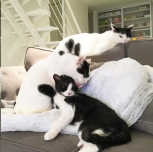 猫の多頭飼い◆慣れるまでの手順とメリット・失敗例をご紹介