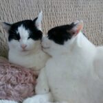 2歳男の子の言葉が遅い…と心配したけれど