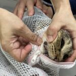 家庭内野良猫なつめにも寄る年の波_歯肉炎のお話