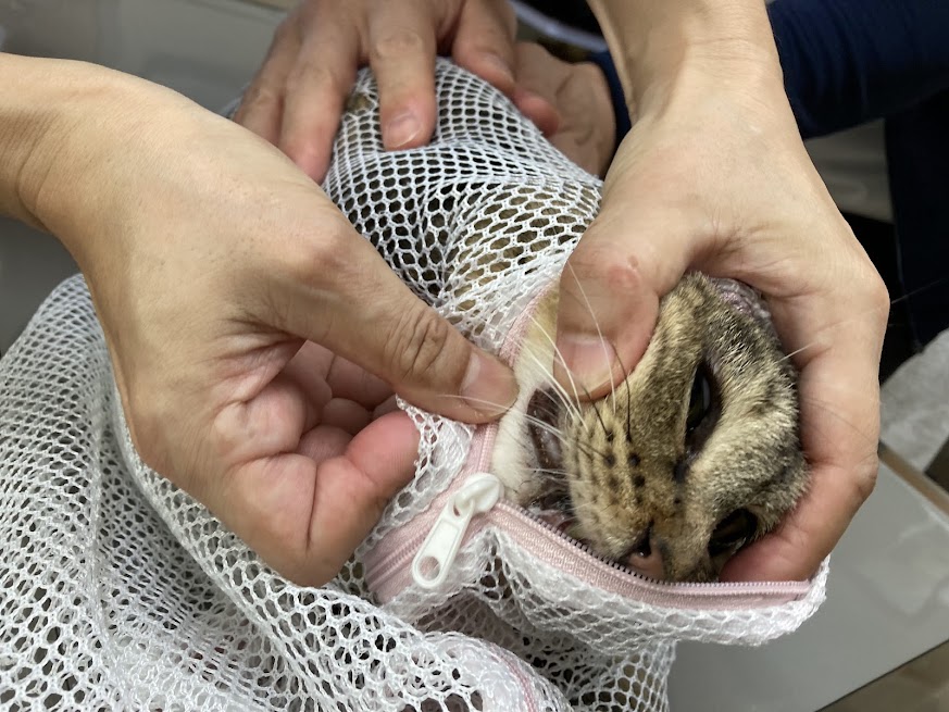 家庭内野良猫なつめにも寄る年の波＿歯肉炎のお話