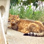 10歳で飼い主さんにさよならされた猫みーちゃん_里親さん募集中