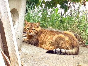 10歳で飼い主さんにさよならされた猫みーちゃん＿里親さん募集中