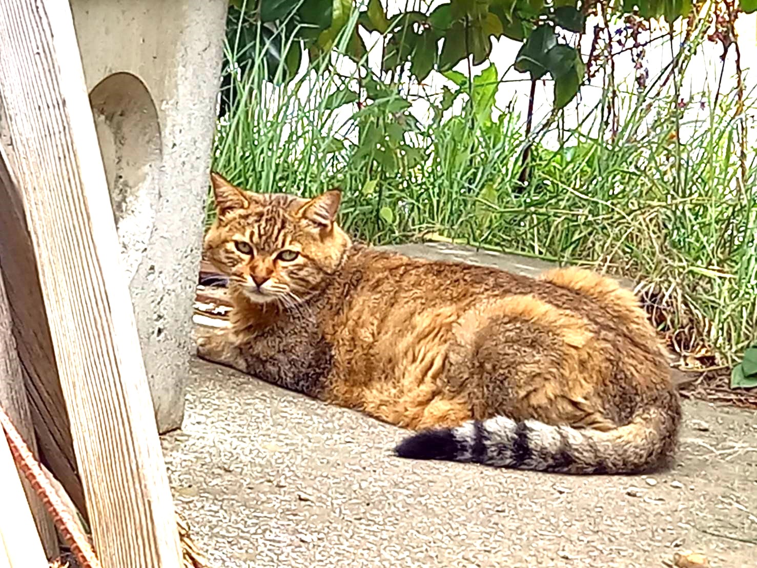 10歳で飼い主さんにさよならされた猫みーちゃん＿里親さん募集中