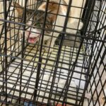 地域猫・野良猫の手術ボランティアとトリモチのついた猫の洗い方を学んだ話