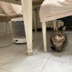暖話室で心地よくポカポカ♪電気代は?使い勝手は?口コミと実際の体験談をご紹介