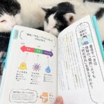【ミニマリストの持ち物】掃除の風水効果!?ユーチューバーきよきよさんの本を読んで掃除で臨時収入【閲覧注意画像あり】