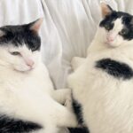 シニア猫と暮らす幸せ｜あんこ・もなか15歳のお誕生日記録