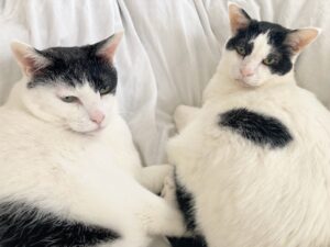 シニア猫と暮らす幸せ｜あんこ・もなか15歳のお誕生日記録