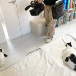 9㎏でぶねこあんこ、7㎏もなか、家庭内野良猫なつめが取材されました