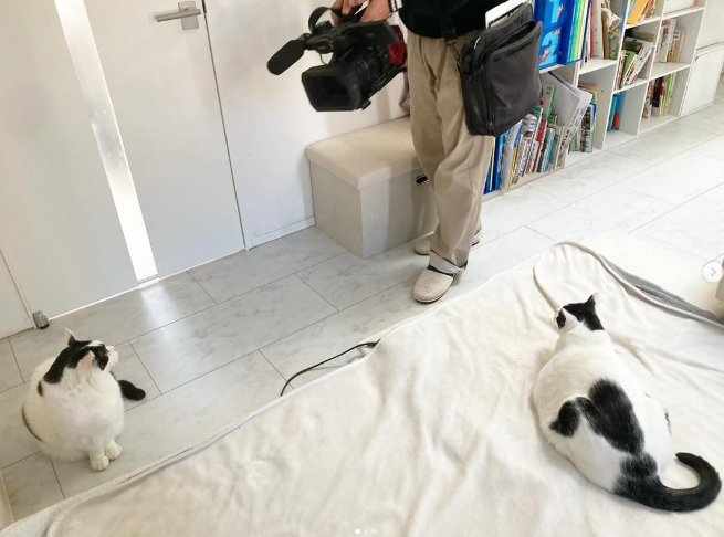 9㎏でぶねこあんこ、7㎏もなか、家庭内野良猫なつめが取材されました