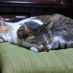 猫の避妊去勢手術は必須!多頭飼育中の我が家の場合の体験談も