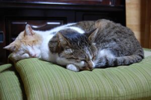 猫の避妊去勢手術は必須！多頭飼育中の我が家の場合の体験談も