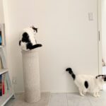 3匹の猫×7年使ってわかった!おすすめの爪とぎ・トイレや猫砂