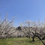 世界恐慌と言われようと花見と猫で世界は幸せになる…と思う!