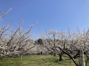 世界恐慌と言われようと花見と猫で世界は幸せになる…と思う!