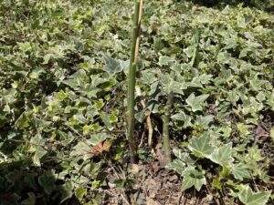 【ミニマリストの趣味】完全我流の土づくりからの畑・農作業！子どもにも◎