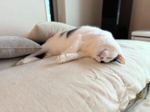 子どもへのイライラ…が変わる！脳科学で納得「気持ちが通じ合うメカニズム」