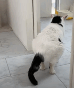 高齢猫の嘔吐とトイレ出ない問題…緊急受診と検査でわかった意外な結末