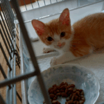 猫ボランティア歴7年のわたしの体験記:事故にあった子猫を見つけたら?相談からその後まで