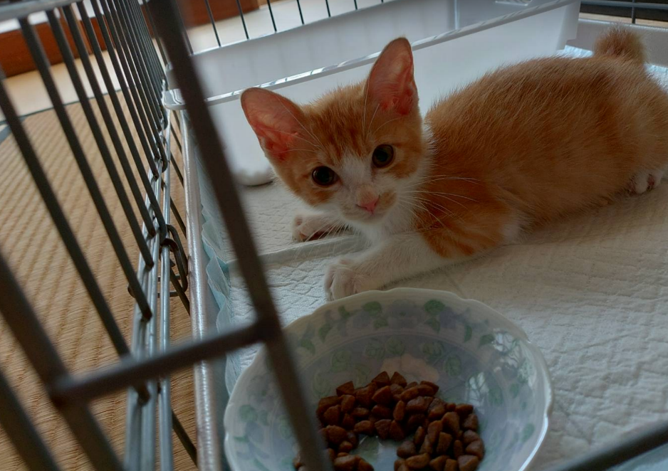猫ボランティア歴7年のわたしの体験記:事故にあった子猫を見つけたら?相談からその後まで